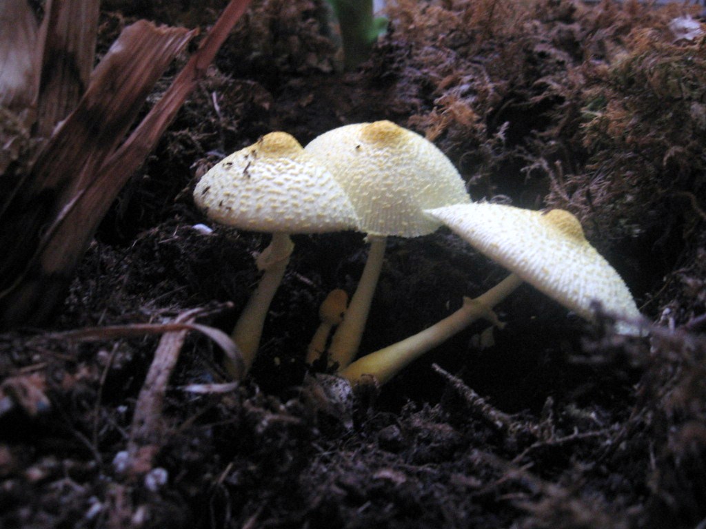 funghi nel vaso - Leucoprinus birnbaumii  (Corda) Singer